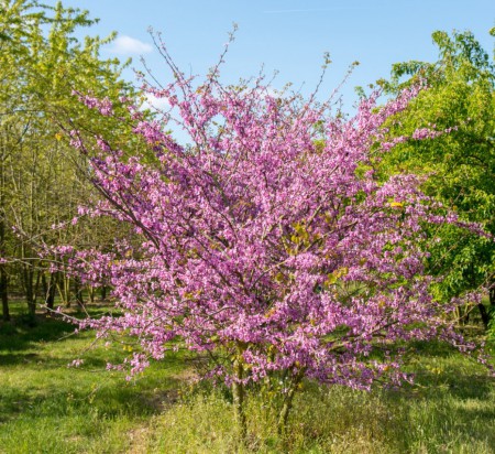 Cercis siliquastrum, zmarlika Jidášova, 200-250, bal